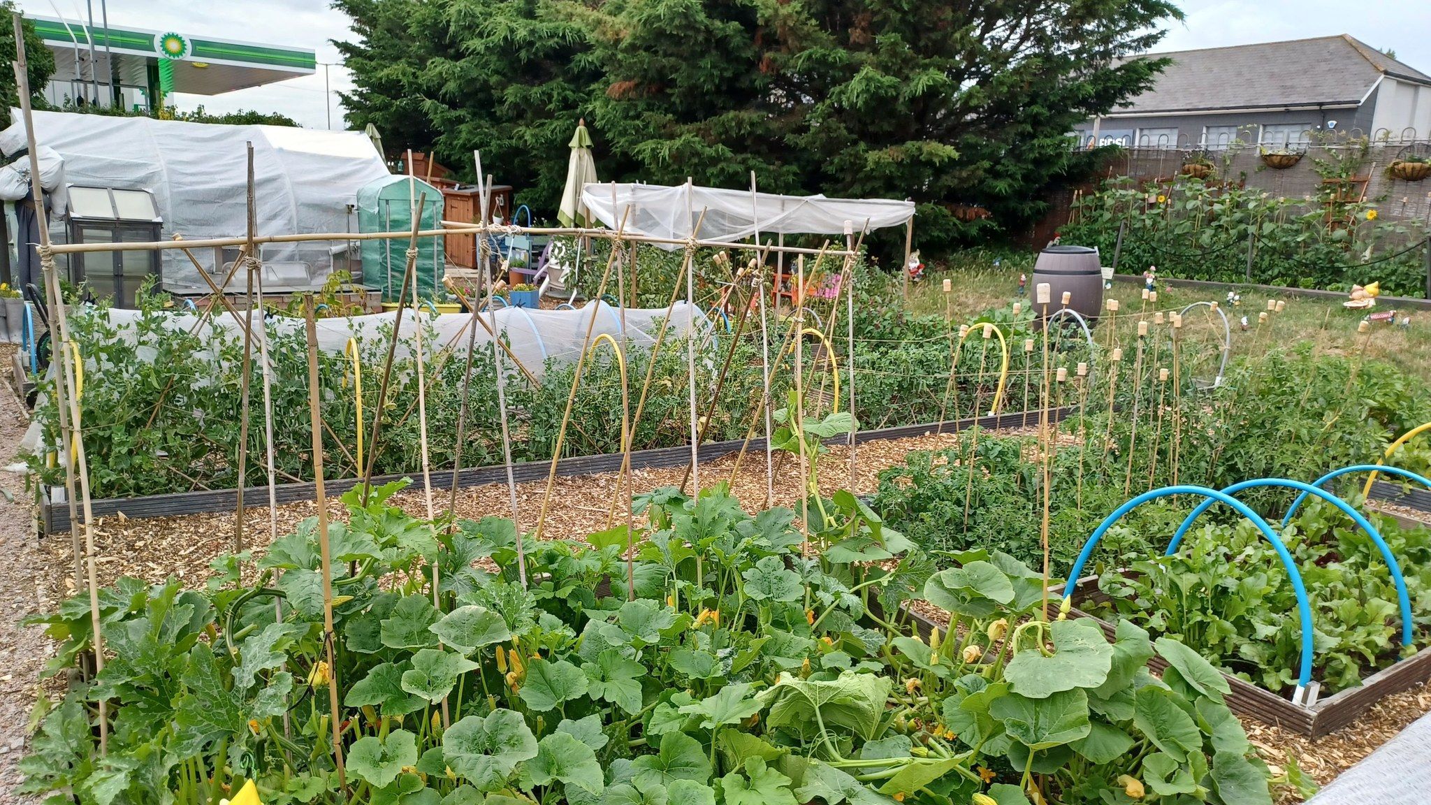 Tracey's community allotment